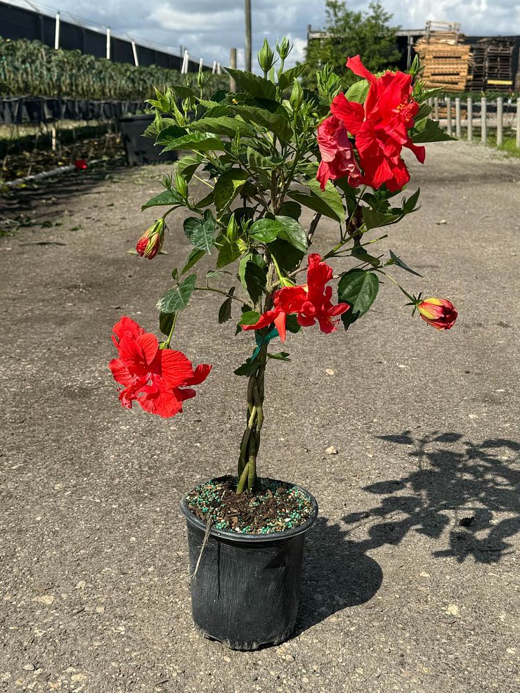 hibiscus-rosa-sinensis-anderson-s-double-red-tropical-hibiscus