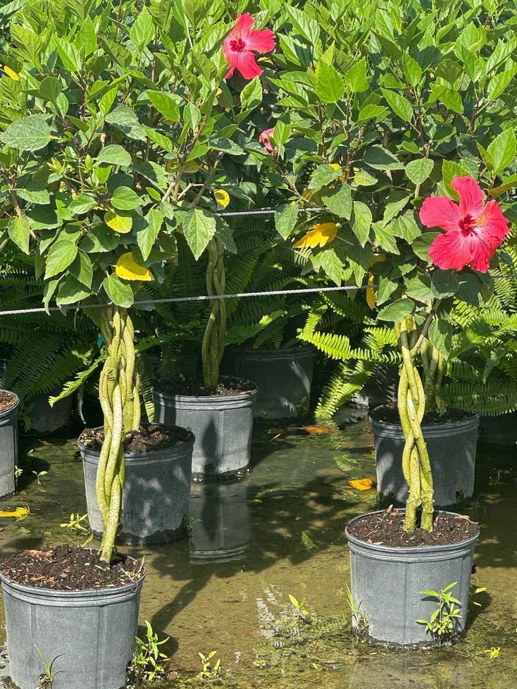 hibiscus-rosa-sinensis-anderson-s-double-red-tropical-hibiscus