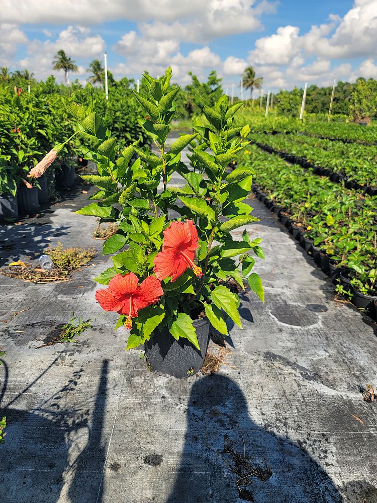 hibiscus-rosa-sinensis-cairo-red-tropical-hibiscus