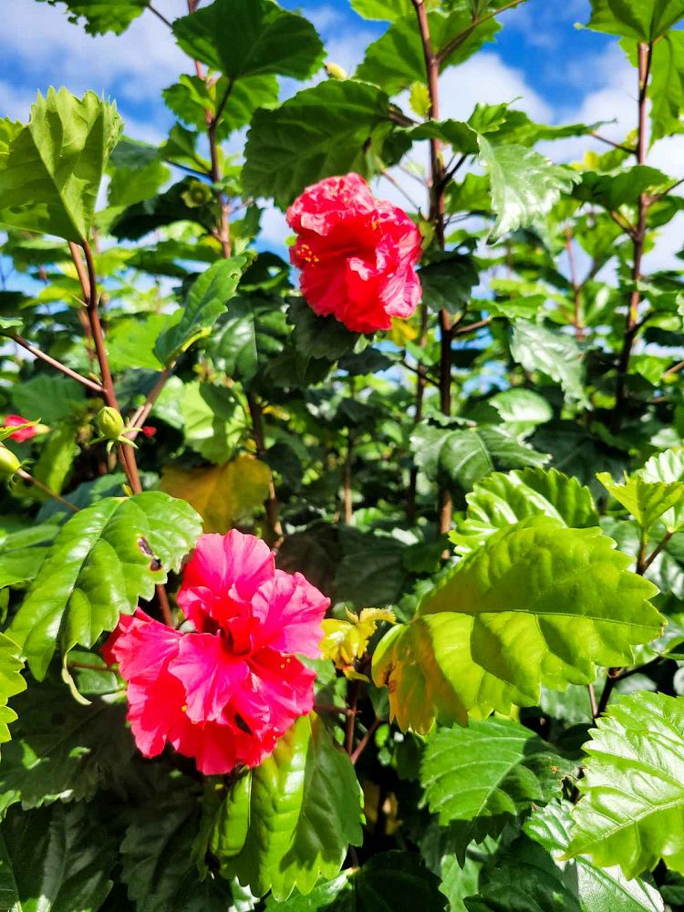 hibiscus-rosa-sinensis-carnation-tropical-hibiscus