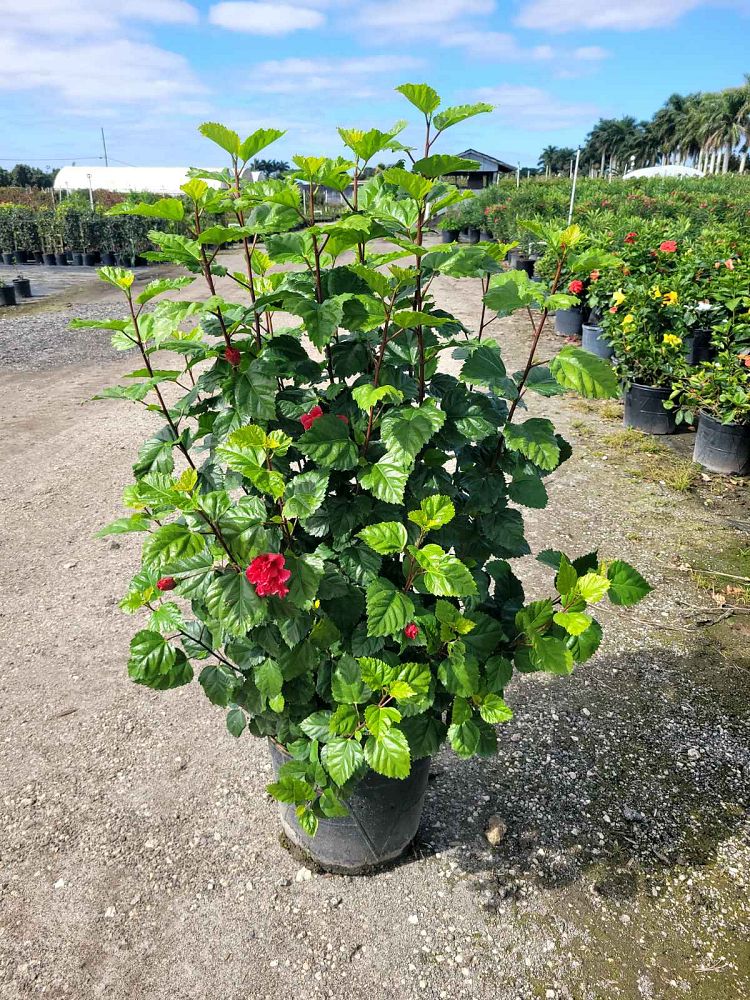 hibiscus-rosa-sinensis-carnation-tropical-hibiscus