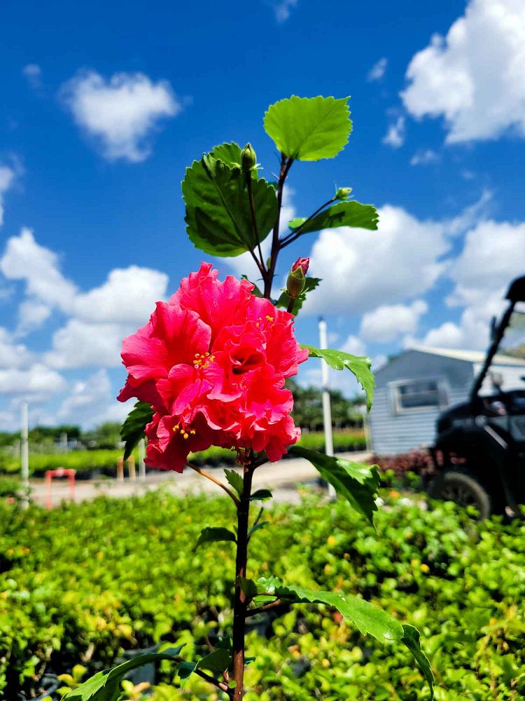 hibiscus-rosa-sinensis-carnation-tropical-hibiscus