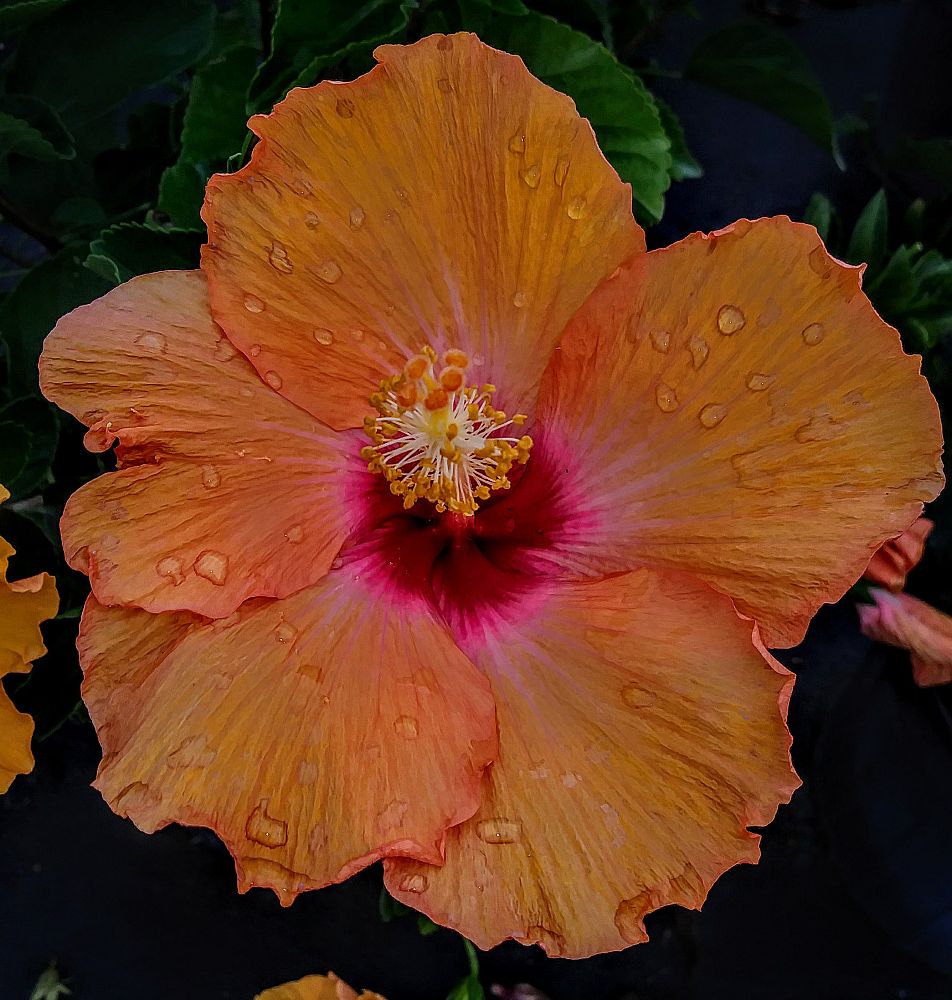 hibiscus-rosa-sinensis-cherie-tropical-hibiscus