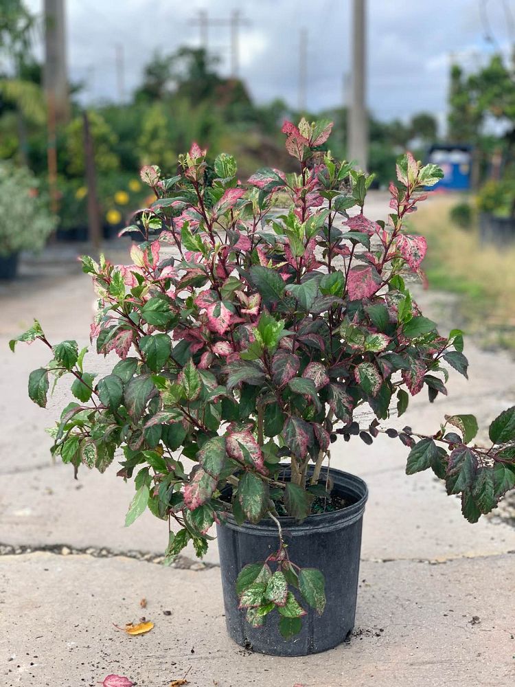 hibiscus-rosa-sinensis-cooperi-tropical-hibiscus