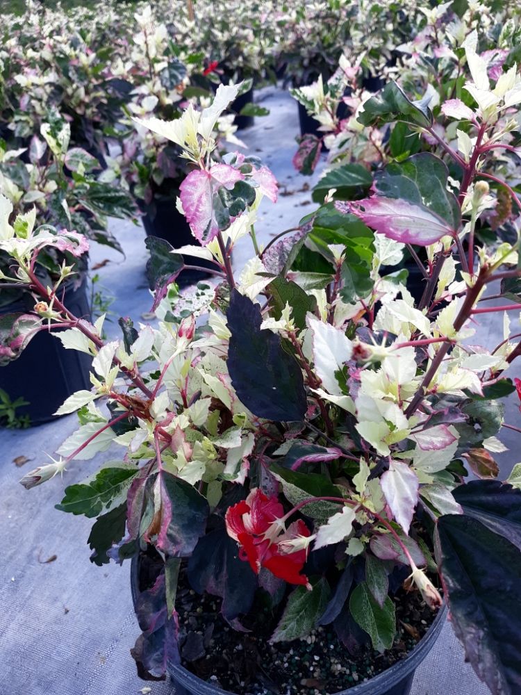 hibiscus-rosa-sinensis-cooperi-tropical-hibiscus