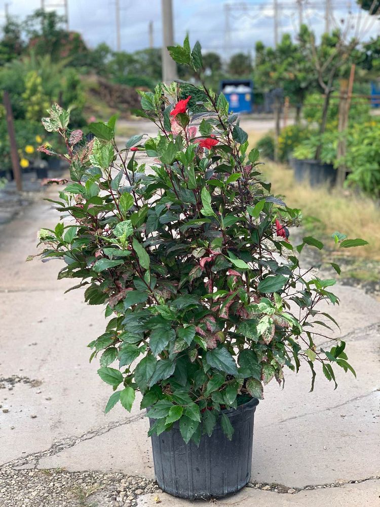 hibiscus-rosa-sinensis-cooperi-tropical-hibiscus