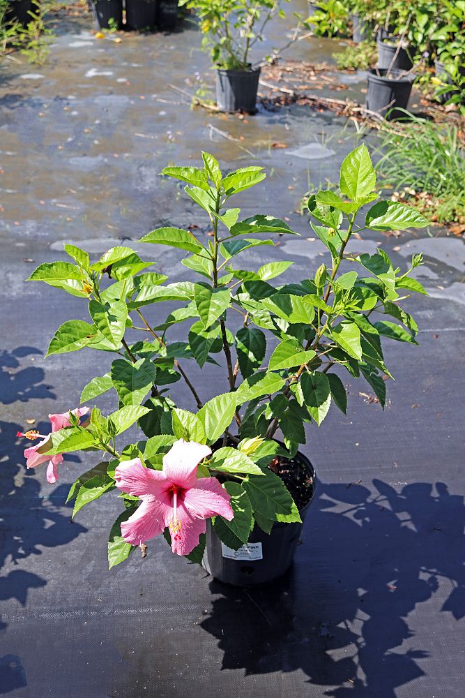 hibiscus-rosa-sinensis-double-classic-pink-tropical-hibiscus