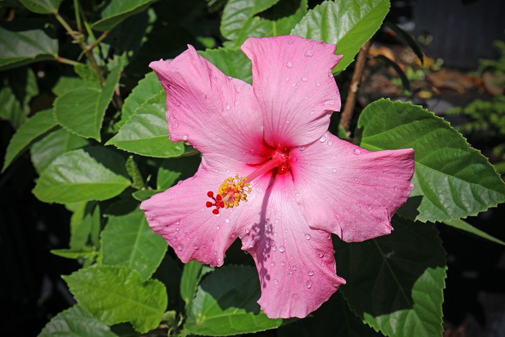 hibiscus-rosa-sinensis-double-classic-pink-tropical-hibiscus