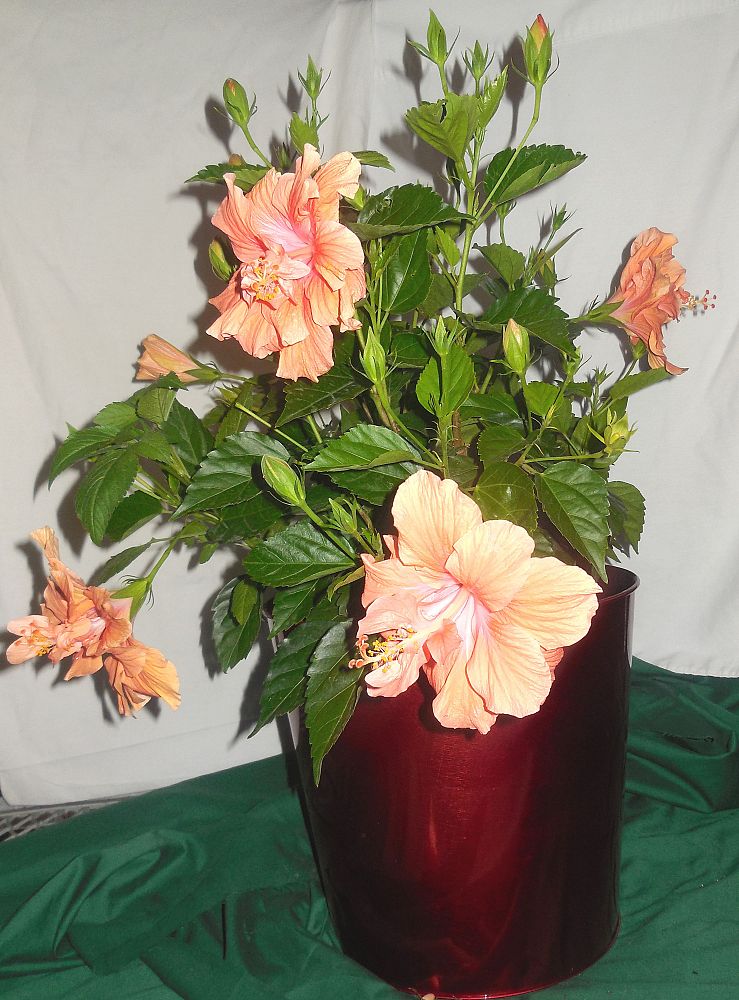 hibiscus-rosa-sinensis-double-orange-tropical-hibiscus