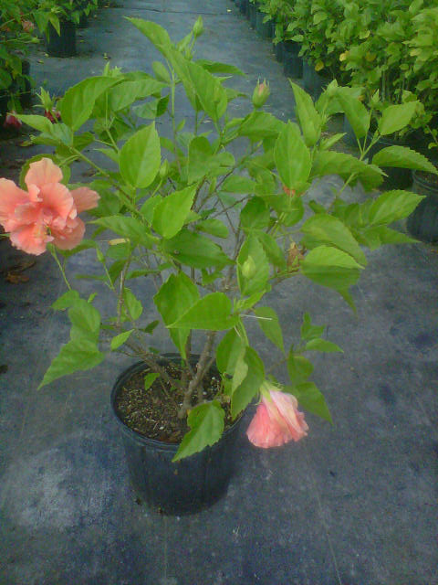 hibiscus-rosa-sinensis-double-orange-tropical-hibiscus