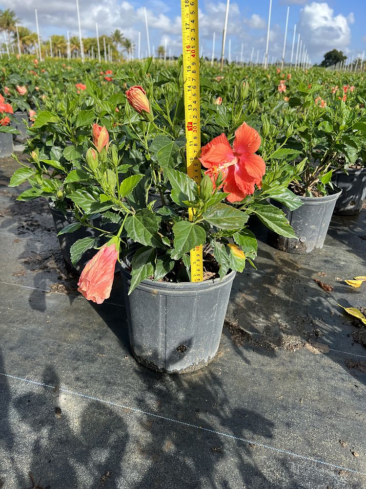 hibiscus-rosa-sinensis-double-orange-tropical-hibiscus