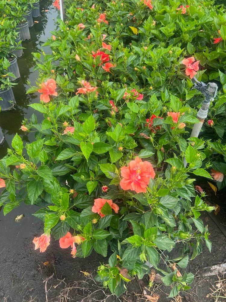 hibiscus-rosa-sinensis-double-orange-tropical-hibiscus