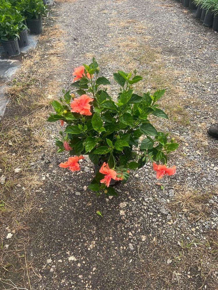 hibiscus-rosa-sinensis-double-orange-tropical-hibiscus