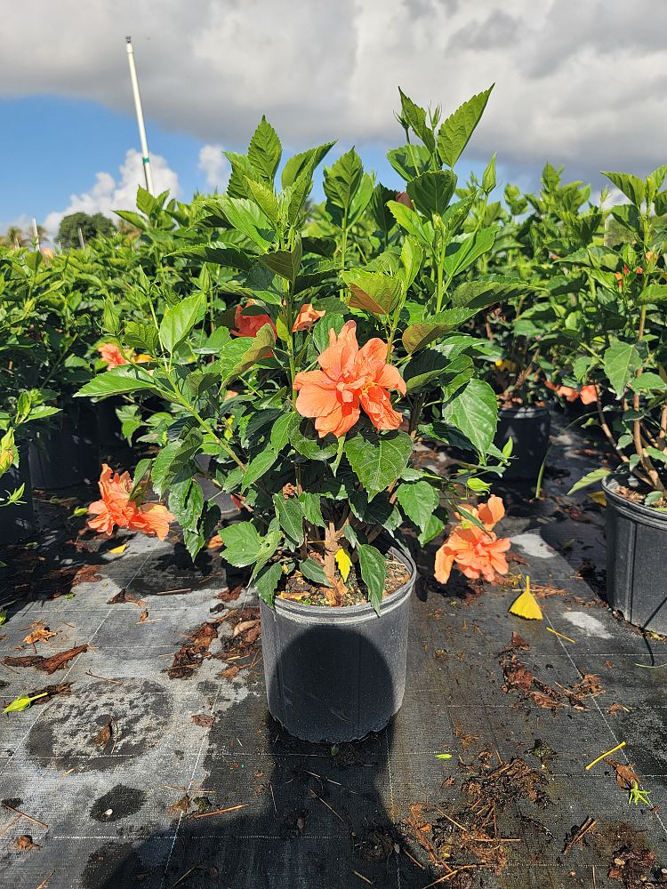 hibiscus-rosa-sinensis-double-orange-tropical-hibiscus