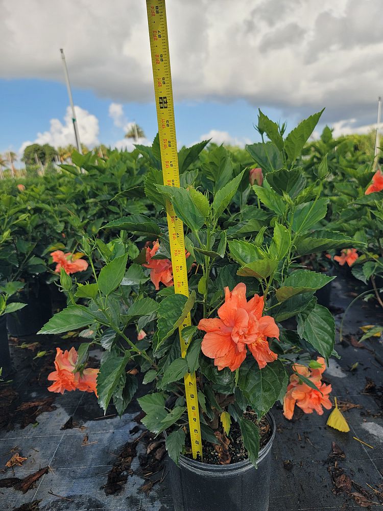 hibiscus-rosa-sinensis-double-orange-tropical-hibiscus