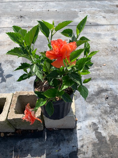 hibiscus-rosa-sinensis-double-peach-tropical-hibiscus