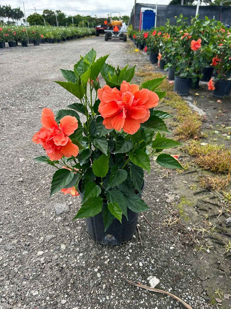 hibiscus-rosa-sinensis-double-peach-tropical-hibiscus