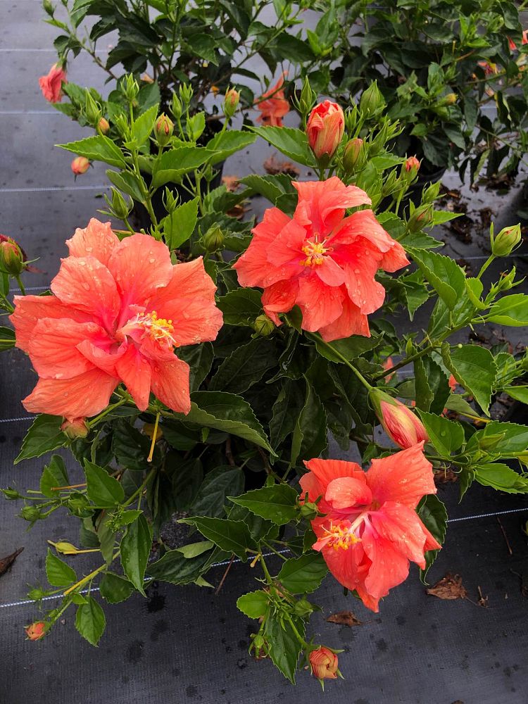 hibiscus-rosa-sinensis-double-peach-tropical-hibiscus