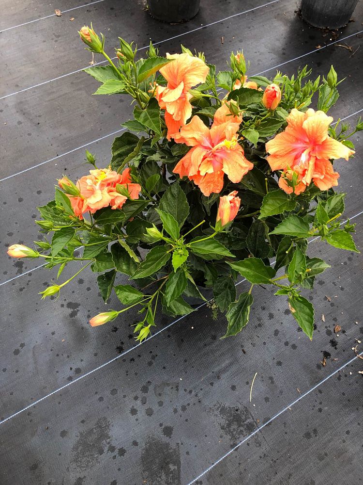 hibiscus-rosa-sinensis-double-peach-tropical-hibiscus