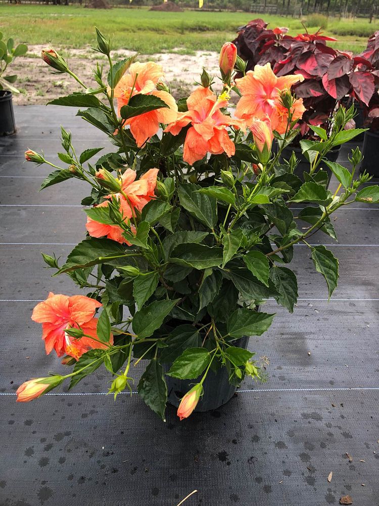 hibiscus-rosa-sinensis-double-peach-tropical-hibiscus