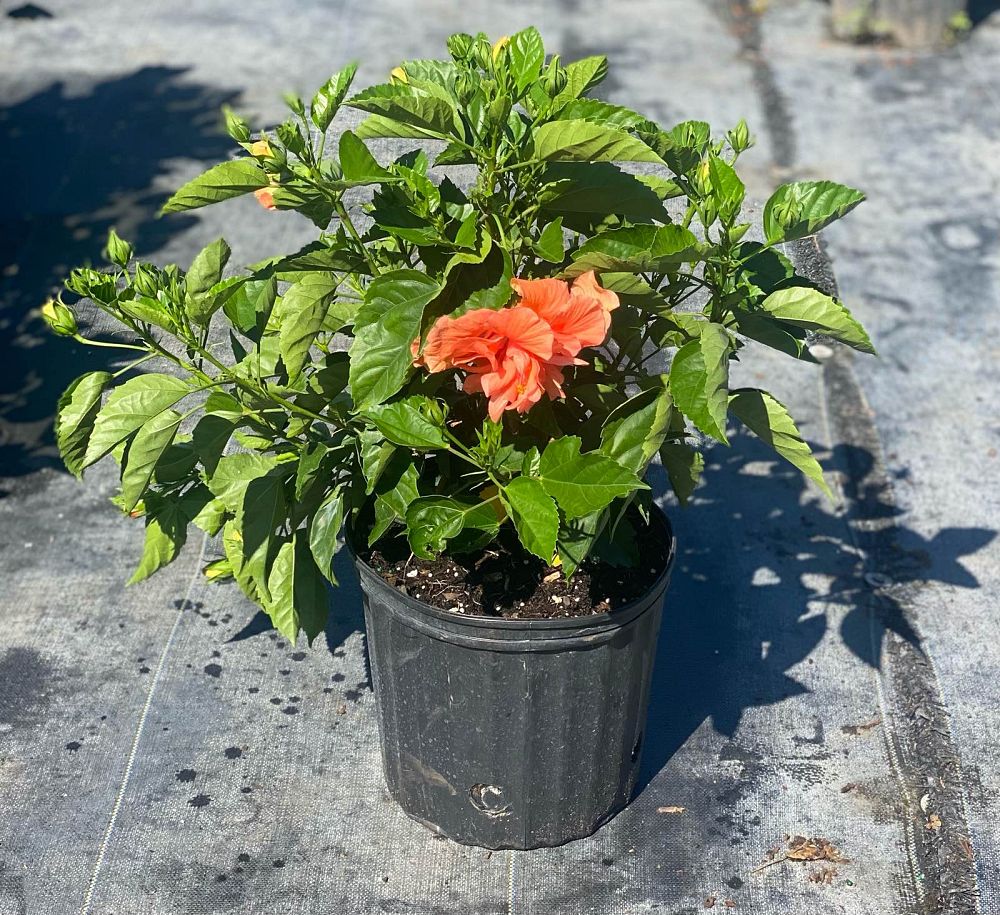 hibiscus-rosa-sinensis-double-peach-tropical-hibiscus