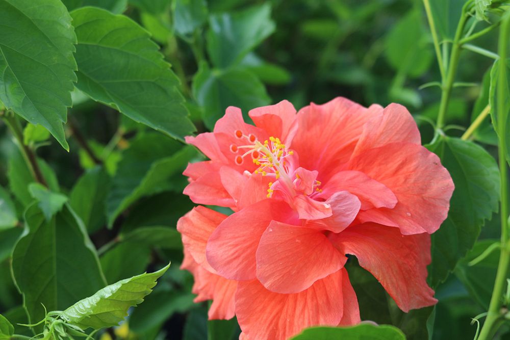 hibiscus-rosa-sinensis-double-peach-tropical-hibiscus
