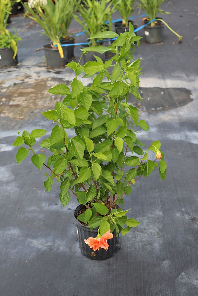 hibiscus-rosa-sinensis-double-peach-tropical-hibiscus