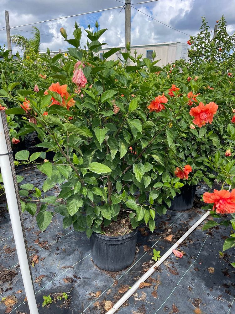 hibiscus-rosa-sinensis-double-peach-tropical-hibiscus