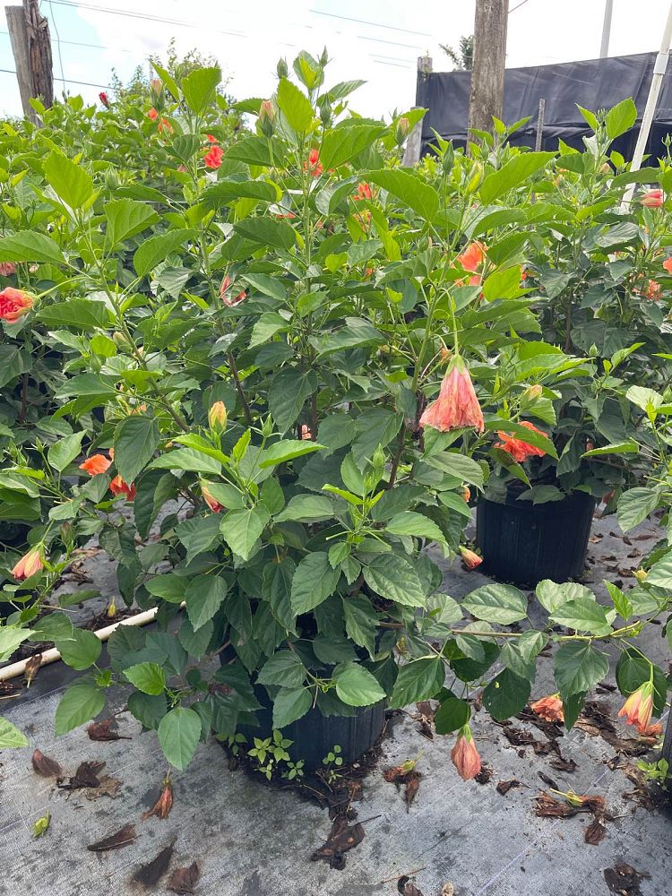hibiscus-rosa-sinensis-double-peach-tropical-hibiscus