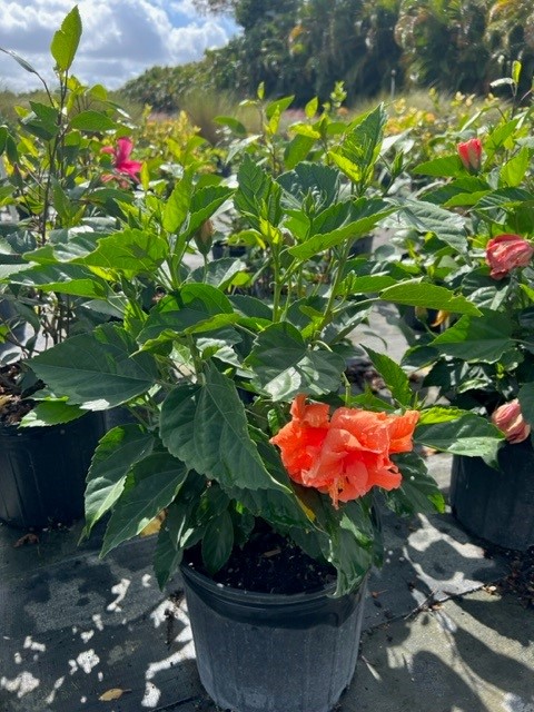 hibiscus-rosa-sinensis-double-peach-tropical-hibiscus