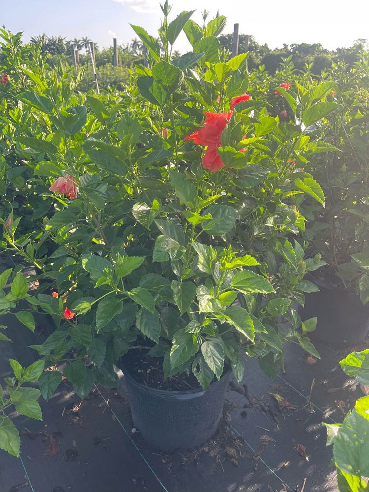hibiscus-rosa-sinensis-double-peach-tropical-hibiscus