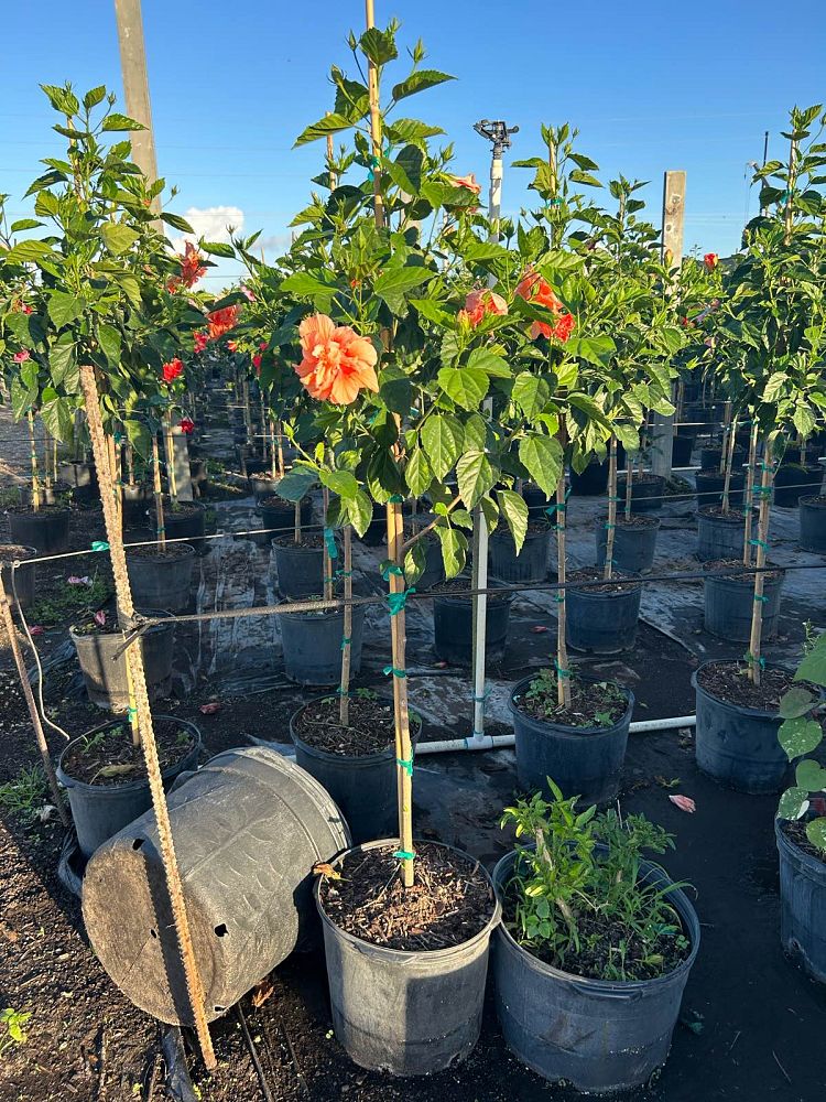 hibiscus-rosa-sinensis-double-peach-tropical-hibiscus