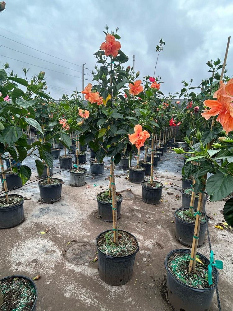 hibiscus-rosa-sinensis-double-peach-tropical-hibiscus