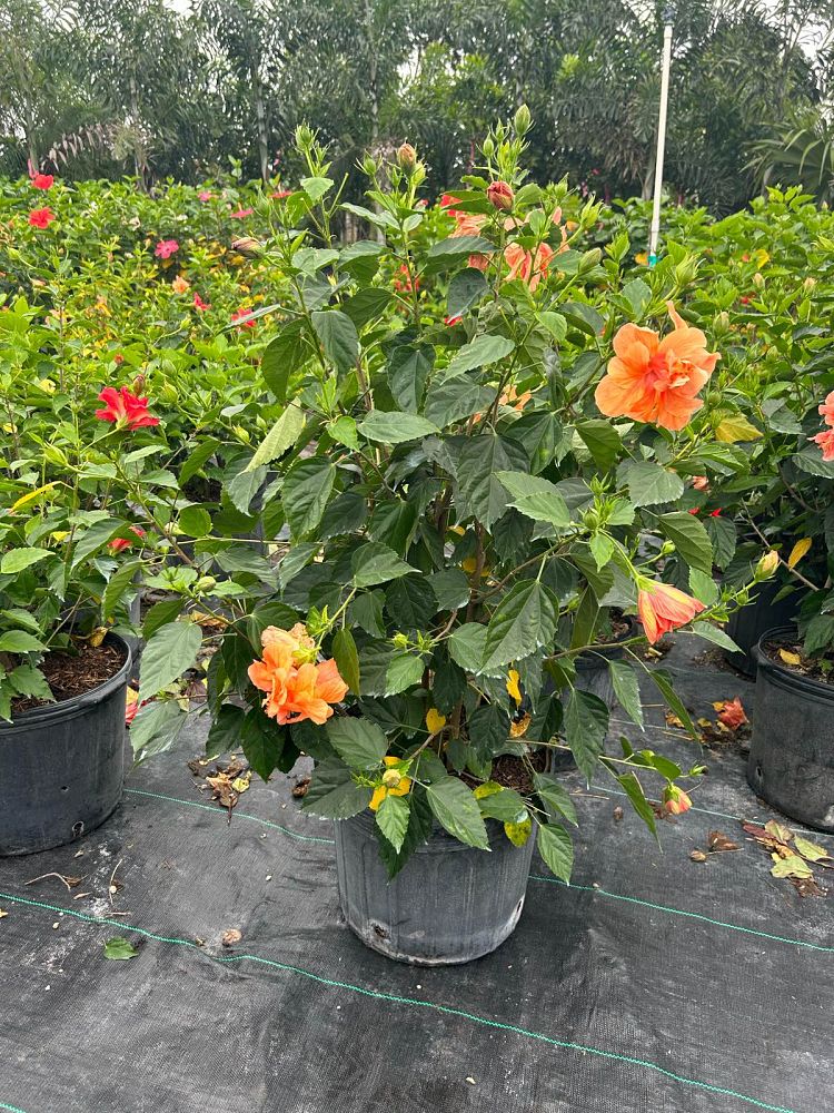 hibiscus-rosa-sinensis-double-peach-tropical-hibiscus