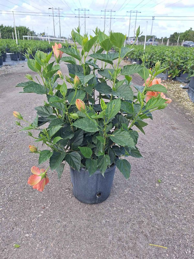hibiscus-rosa-sinensis-double-peach-tropical-hibiscus