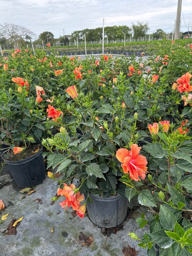 hibiscus-rosa-sinensis-double-peach-tropical-hibiscus