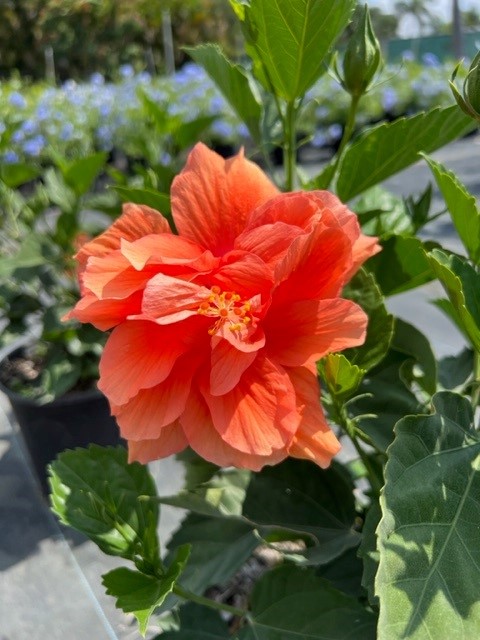 hibiscus-rosa-sinensis-double-peach-tropical-hibiscus