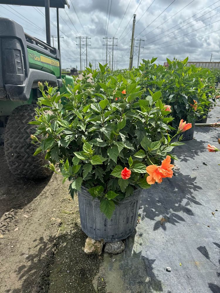hibiscus-rosa-sinensis-double-peach-tropical-hibiscus