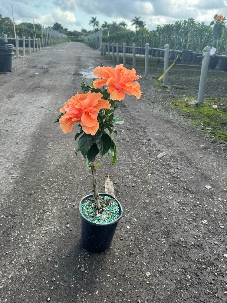hibiscus-rosa-sinensis-double-peach-tropical-hibiscus