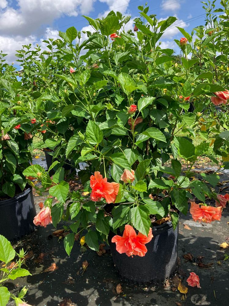 hibiscus-rosa-sinensis-double-peach-tropical-hibiscus