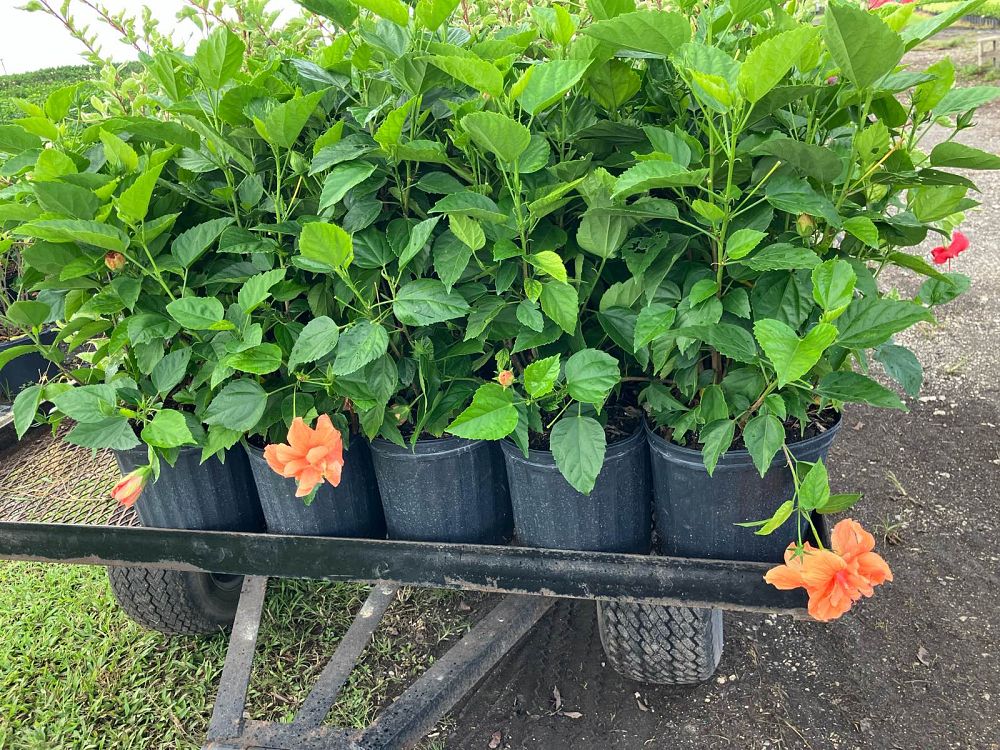 hibiscus-rosa-sinensis-double-peach-tropical-hibiscus