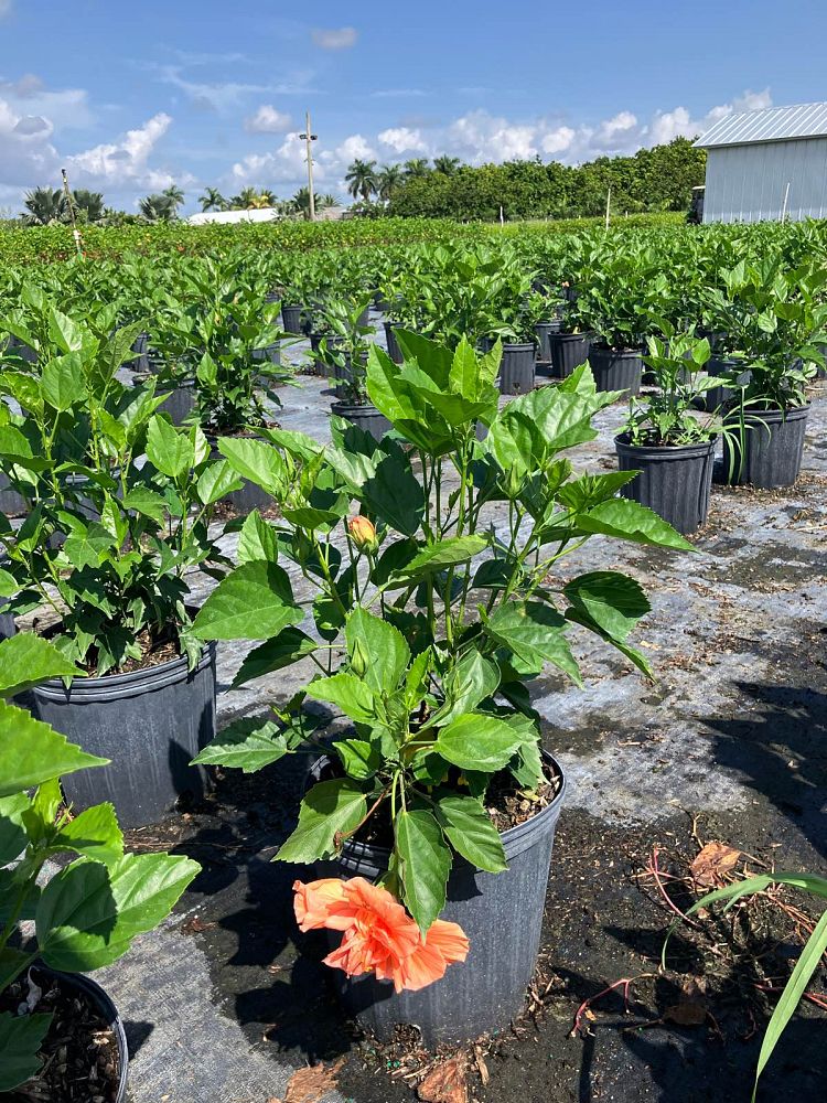 hibiscus-rosa-sinensis-double-peach-tropical-hibiscus