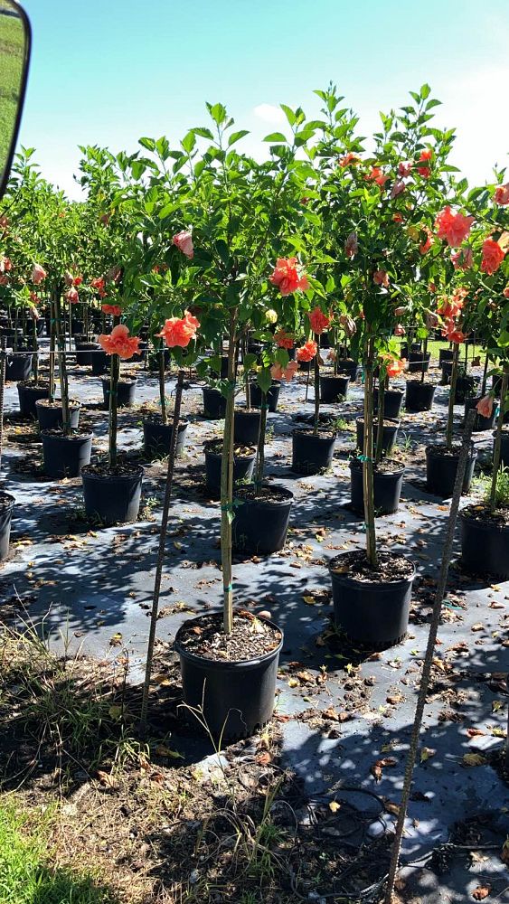 hibiscus-rosa-sinensis-double-peach-tropical-hibiscus