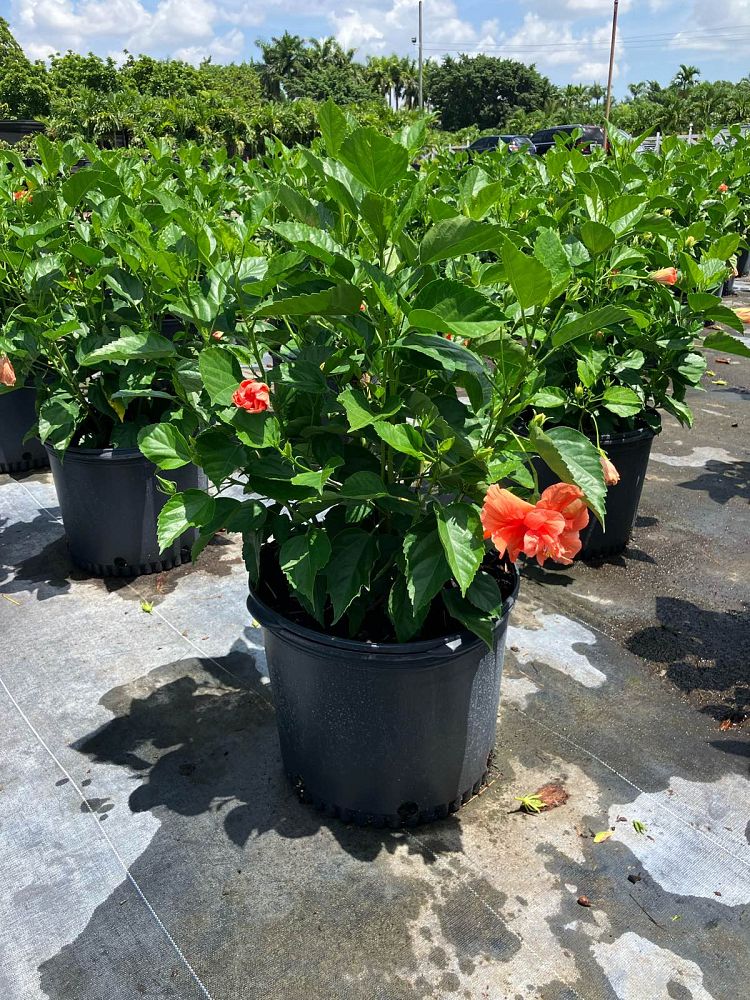 hibiscus-rosa-sinensis-double-peach-tropical-hibiscus