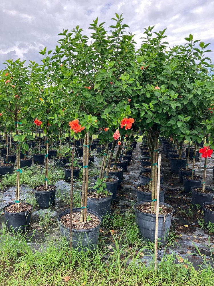 hibiscus-rosa-sinensis-double-peach-tropical-hibiscus