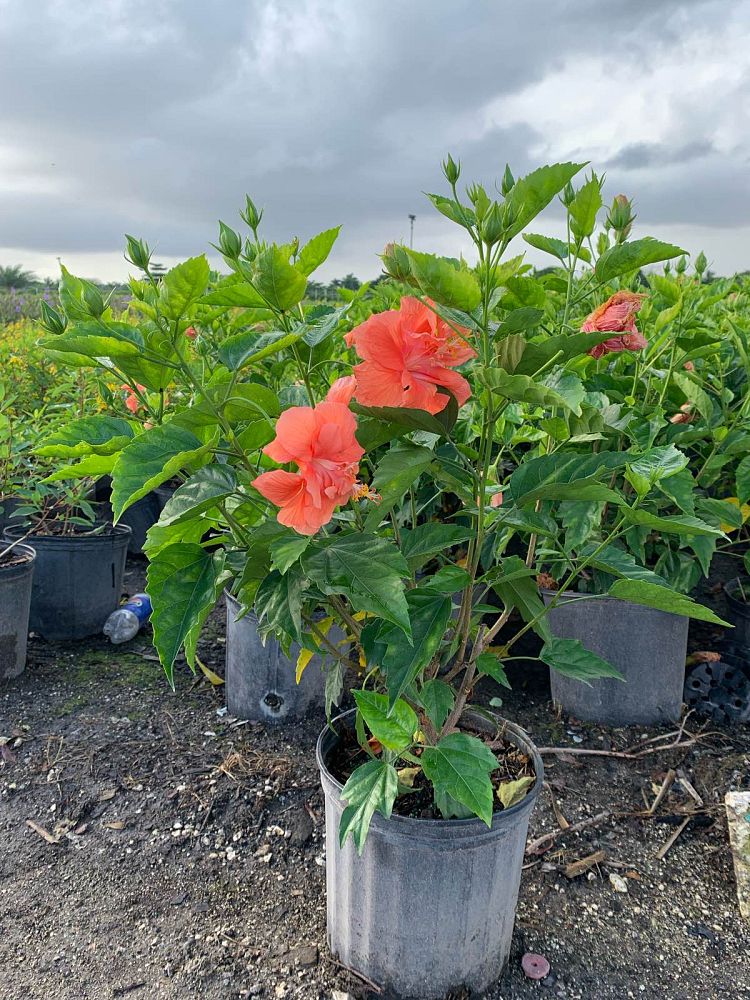 hibiscus-rosa-sinensis-double-peach-tropical-hibiscus