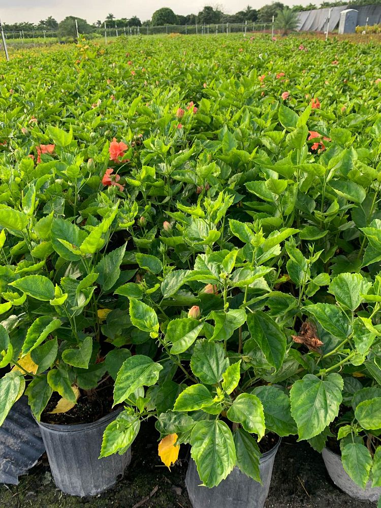 hibiscus-rosa-sinensis-double-peach-tropical-hibiscus