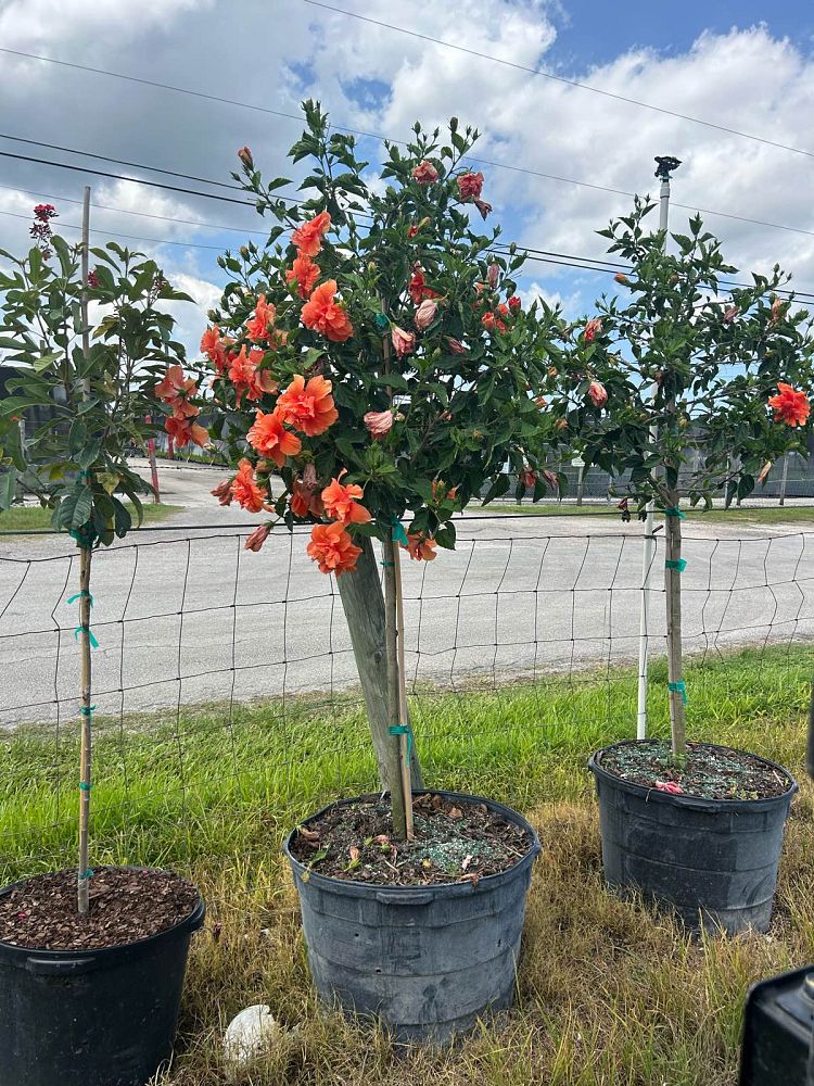 hibiscus-rosa-sinensis-double-peach-tropical-hibiscus