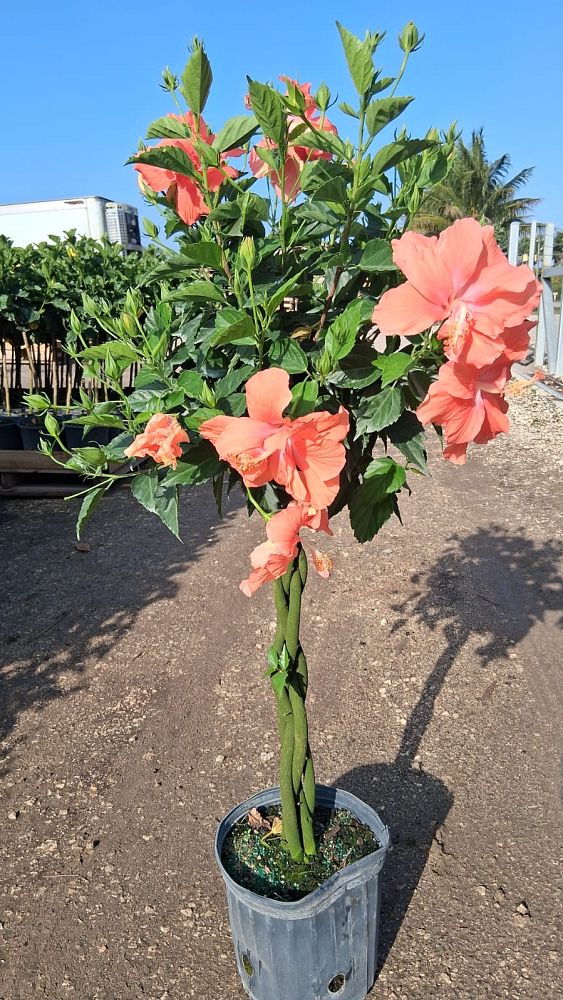 hibiscus-rosa-sinensis-double-peach-tropical-hibiscus