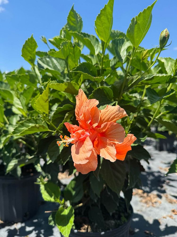 hibiscus-rosa-sinensis-double-peach-tropical-hibiscus